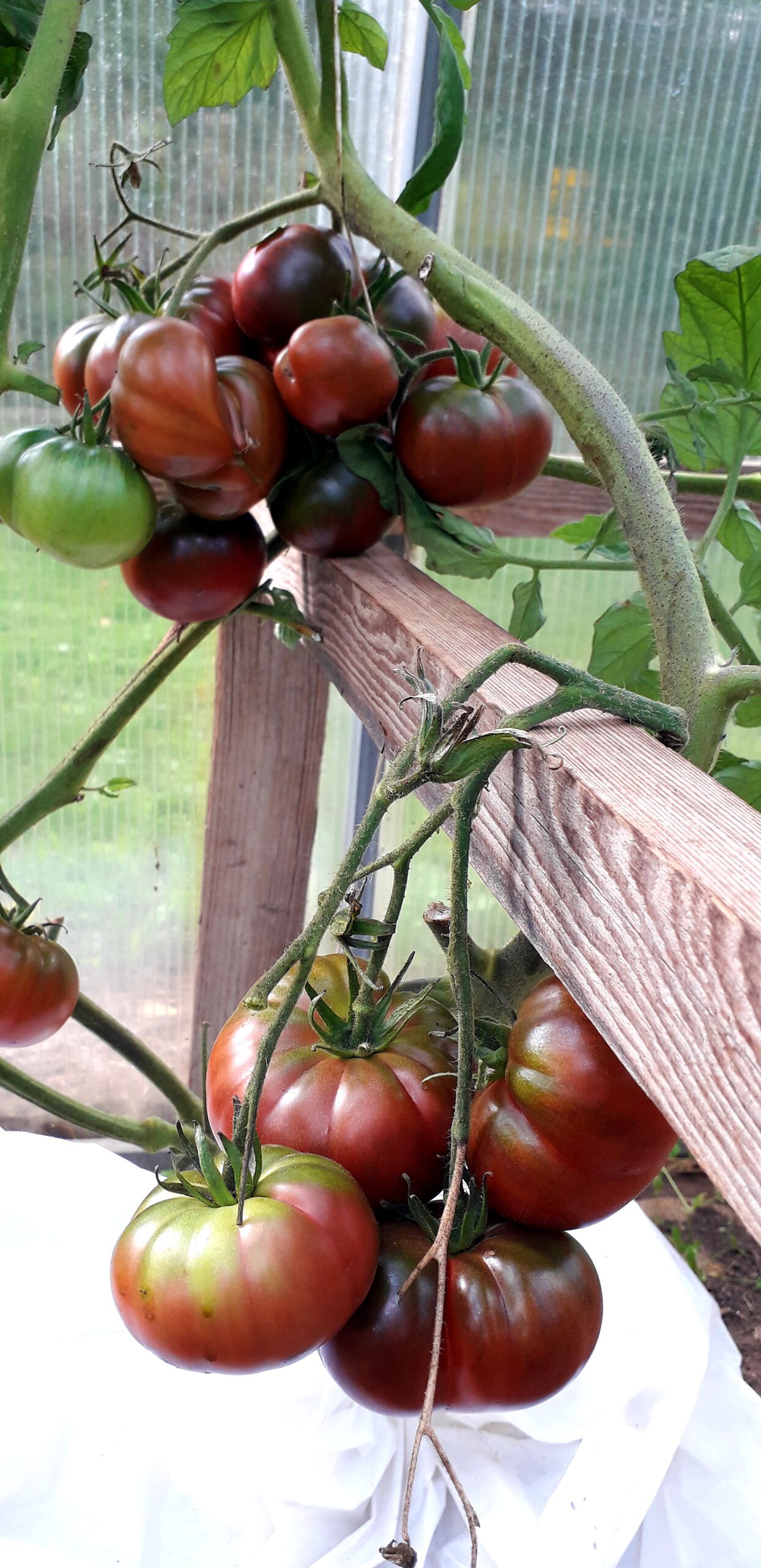 65 Pomidoras 'Šokoladnij' - Image 2