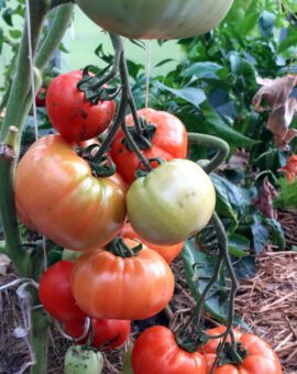 54 Pomidoras 'Tres Cantos'