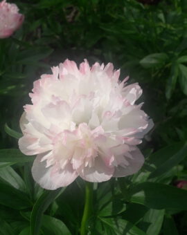 Bijūnas (Paeonia officinalis) 'ALBA PLENA'