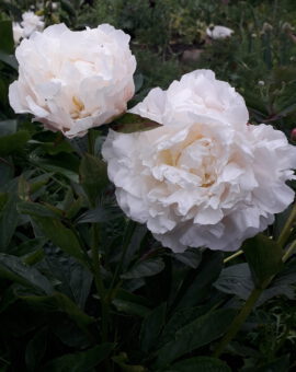 Bijūnas (Paeonia lactiflora) 'MOSKVITCH'