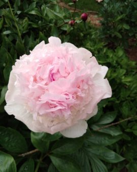 Bijūnas (Paeonia lactiflora) 'PAMATJI GAGARINA'