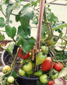 Pomidoras 'Almandine' Dwarf