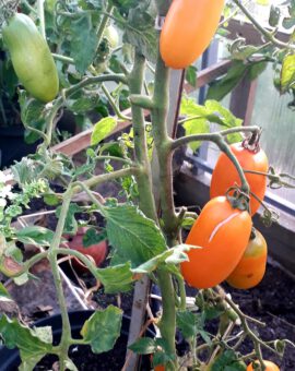 Pomidoras 'Laura's Bounty' Dwarf