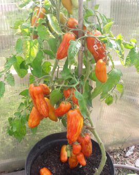 Pomidoras Dwarf 'Pepper Like Striped'