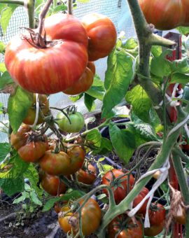 Pomidoras dwarf 'Delta Diver Red'