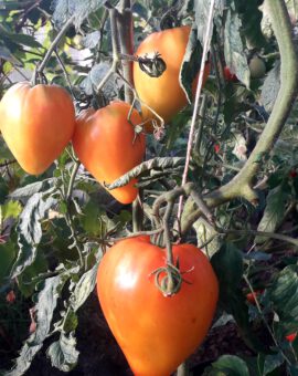 Pomidoras 'Diniushka'