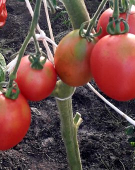 Pomidoras 'Rozovij Buket'