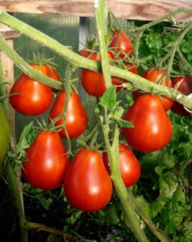 Pomidoras 'Black Pear'